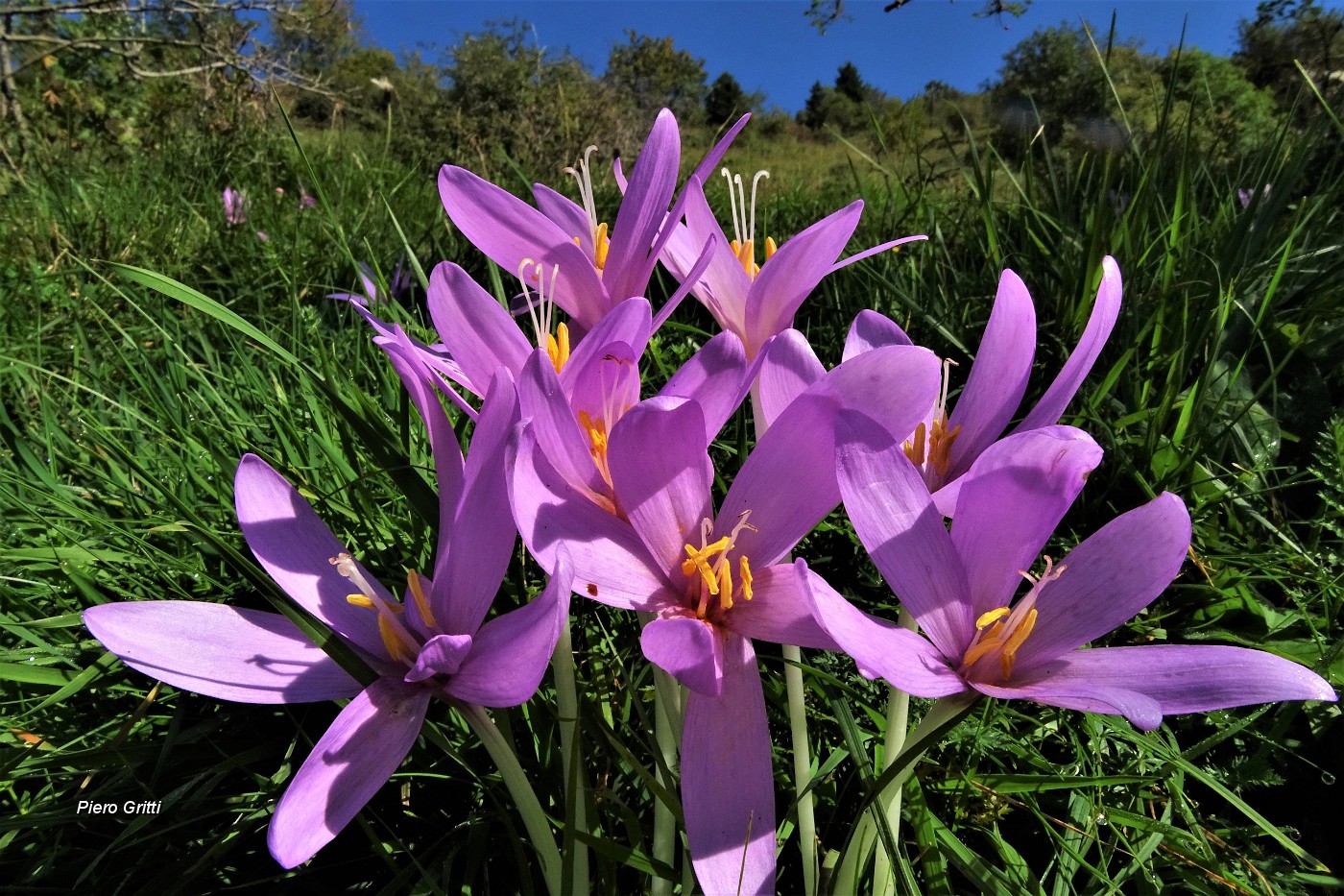 27 Colchico d'autunno (Colchicum autumnale) .JPG